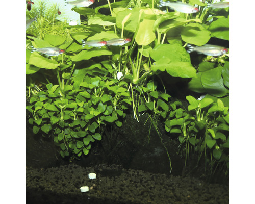 Aquarium mit Wasserpflanzen und Fischen