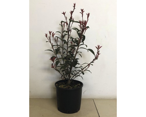 Photinia en pot