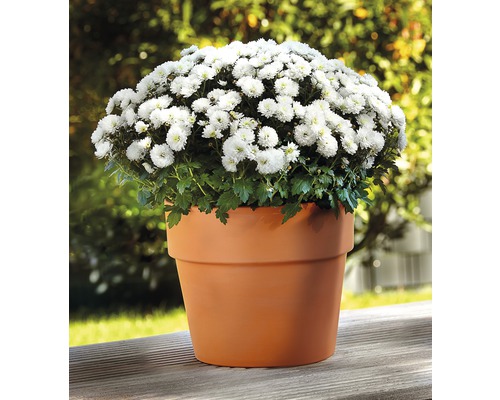 Chrysanthème à fleurs blanches dans un pot en terre cuite