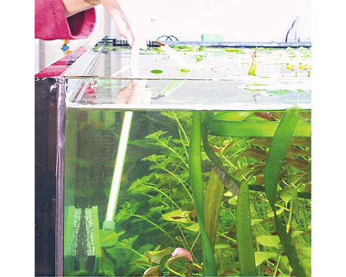 Aquarium mit Pflanzen und Person bei der Reinigung