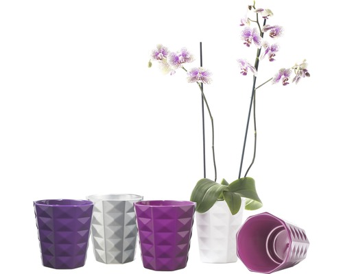 Plusieurs cache-pots géométriques avec et sans orchidée