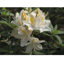 Duftazalee Sommergrüne Azale Rhododendron luteum H 30-40 cm Co 5 L weiss-thumb-2