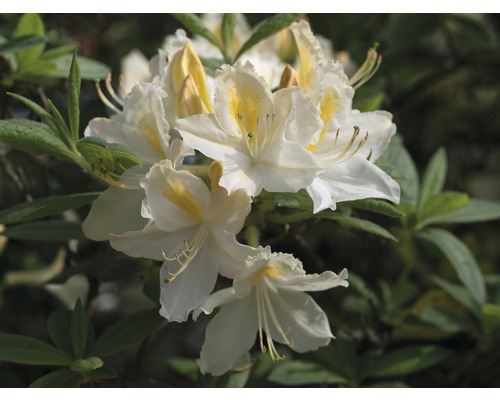 Duftazalee Sommergrüne Azale Rhododendron luteum H 30-40 cm Co 5 L weiss