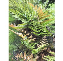 Nahaufnahme von Farnen im Garten.