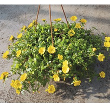 Pourpier à grandes fleurs FloraSelf Portulaca grandiflora pot Ø 25 cm