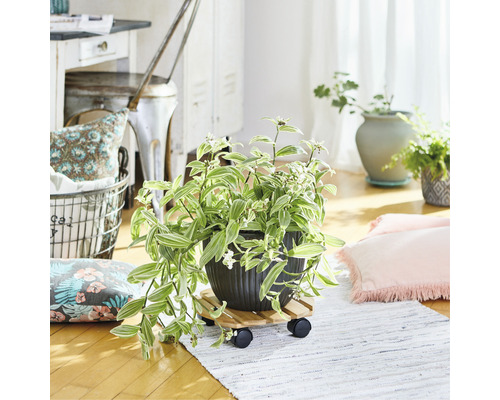 Plante d''intérieur décorative en pot sur roulettes dans une pièce lumineuse.