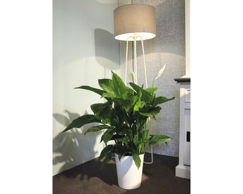 Spathiphyllum en pot blanc à côté du lampadaire