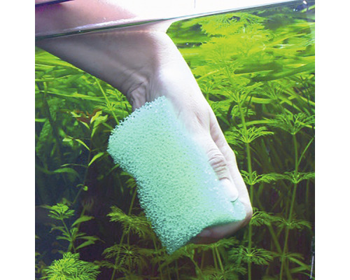 Nettoyage d''aquarium avec une éponge de nettoyage