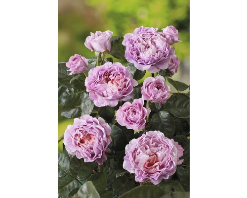 Rose noble à parfum nostalgique Rosa x Hybride Eisvogel H 20-50 cm Co 6 L