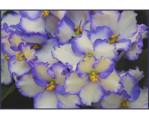 Gros plan de fleurs de violette africaine avec un bord de feuilles