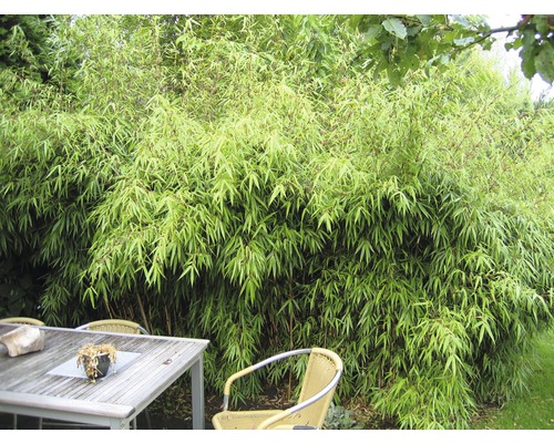Dichter Bambus im Garten neben einem Tisch mit Stühlen.