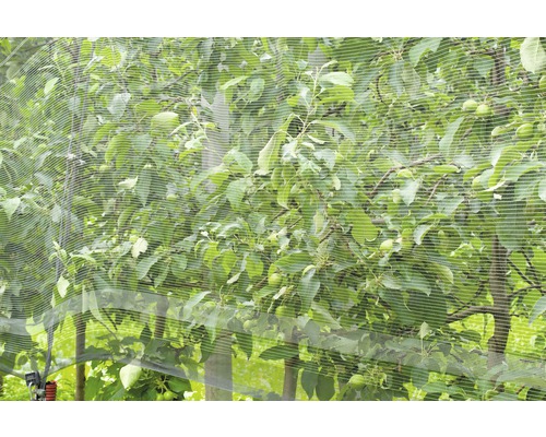 Arbre fruitier avec filet de protection