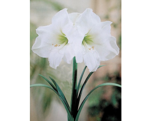 Amaryllis FloraSelf® pot de 13 cm assorti