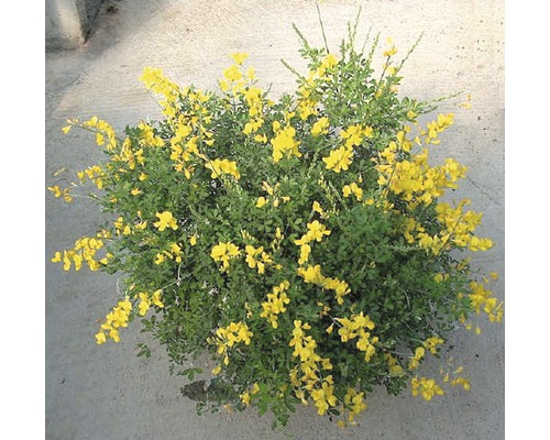 Plante de genêt à fleurs jaunes