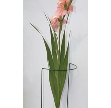 Gladiole in Pflanzenhalter zur Wandmontage