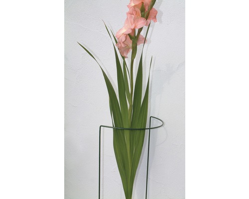 Gladiole in Pflanzenhalter zur Wandmontage