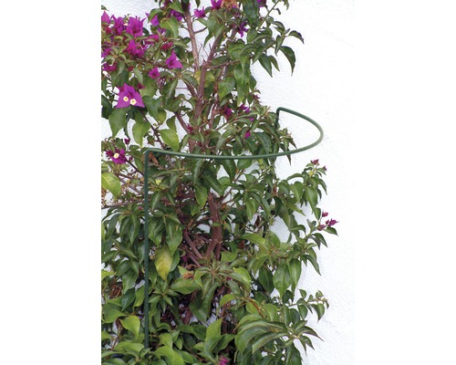 Bougainvillea mit Kletterhilfe an einer weißen Wand