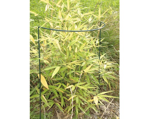 Bambuspflanze mit Pflanzenschutz