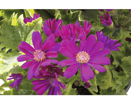 Nahaufnahme von lila Cinerarienblüten mit grünen Blättern