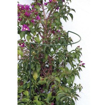 Bougainvillea mit Rankhilfe an einer Wand