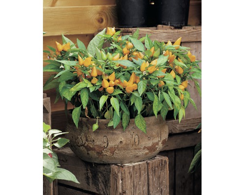 Piment d'ornement FloraSelf Capsicum annuum pot de 12 cm