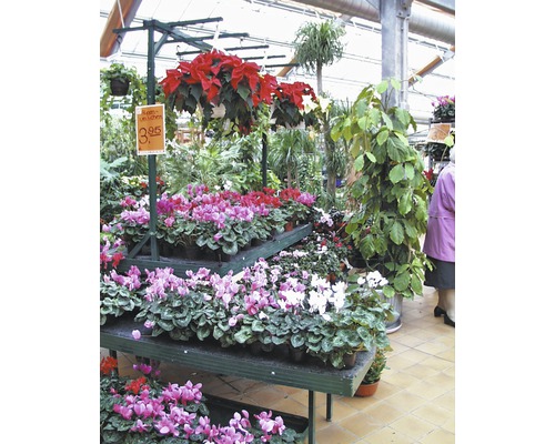 Blumenmarkt mit verschiedenen Topfpflanzen und hängenden Pflanzen