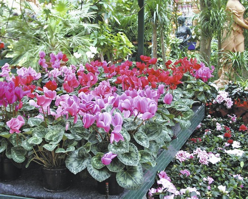 Arrangement aus Zimmerpflanzen mit Cyclamen in einem Innenraum.