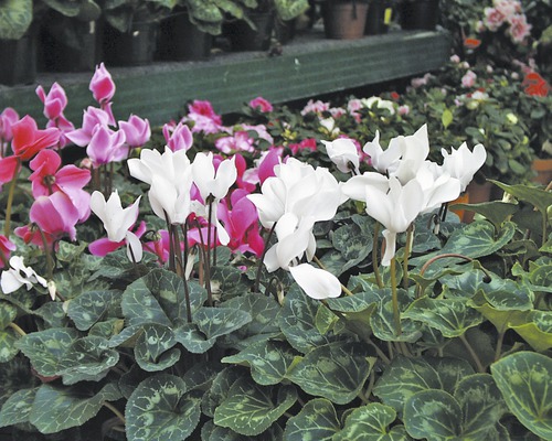 Nahaufnahme von Alpenveilchen mit Blüten und Blättern