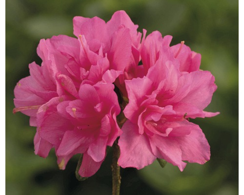 Japanische Azalee Rosa, 30 - 40 cm