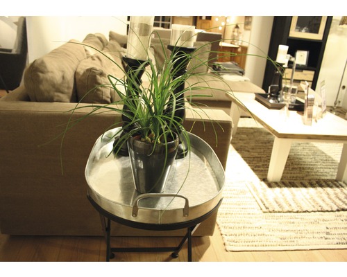 Dekoratives Wohnzimmer mit Pflanze auf Beistelltisch, Sofa und Teppich.