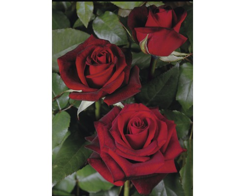 Rosier à grandes fleurs Rose 'Black Magic®' 20-70 cm