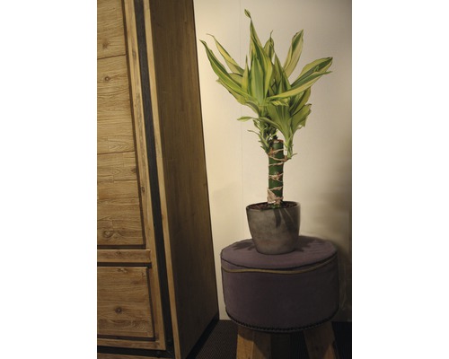 Glücksbambus in grauem Topf auf Hocker