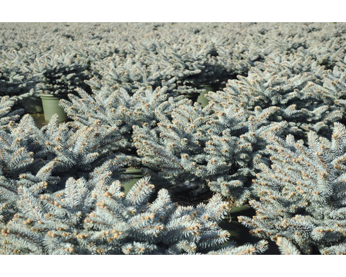 Beaucoup de petits épicéas bleus en pots.