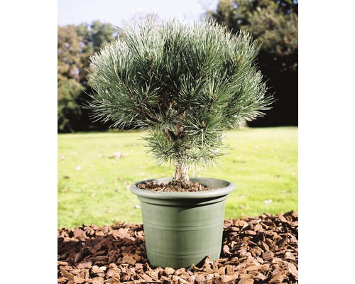 Pin sylvestre bleu FloraSelf Pinus sylvestris 'Watereri' H 40 cm pot 10 l