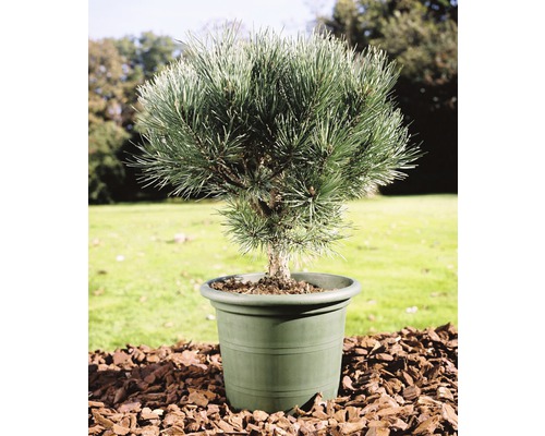 Blaue Waldkiefer Stämmchen FloraSelf Pinus sylvestris 'Watereri' H 40 cm Co 10 L Kiefer im Topf auf Rindenmulch