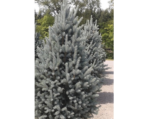 Épicéa bleu en extérieur