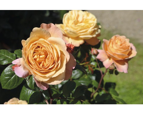 Rosier à grandes fleurs Rosa x Hybride' Capri' Co 11,5 L
