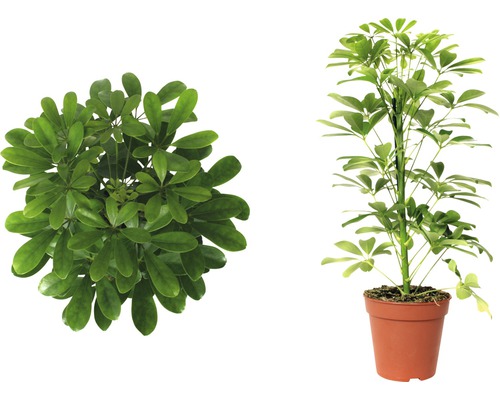 Schefflera plante d''intérieur en pot, vue de dessus et vue latérale