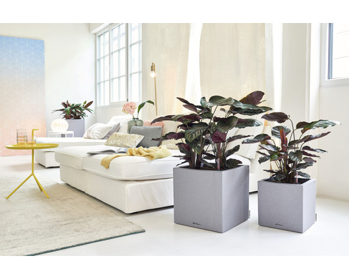 Salon avec plantes d''intérieur dans des pots et un canapé