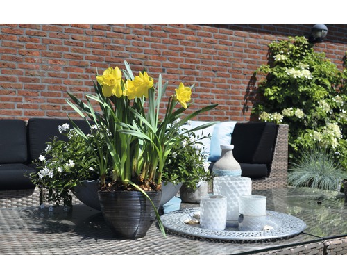 Dekorierter Gartentisch mit Narzissen in einem Topf, umgeben von Dekorationen und Gartenmöbeln