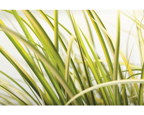 Gelbbunter Zwergkalmus FloraSelf Acorus gramineus 'Ogon' H 10-30 cm Co 3 L Nahaufnahme von Ziergras