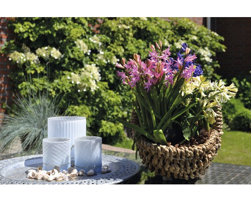Blumenarrangement mit Hyazinthen in einem Korb neben Windlichtern auf einem Tisch im Garten