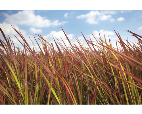 Impérate cylindrique FloraSelf Imperata cylindrica var.koenig.'Red Baron' h 5-15 cm p 14 cm