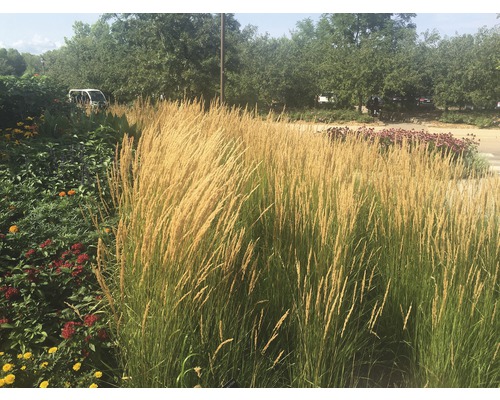 Dekorative Ziergräser im Gartenbeet