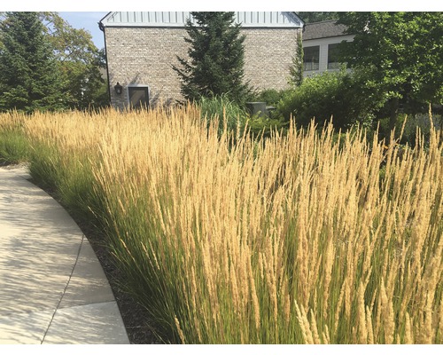 Hohes Ziergras am Wegesrand vor einem Gebäude.