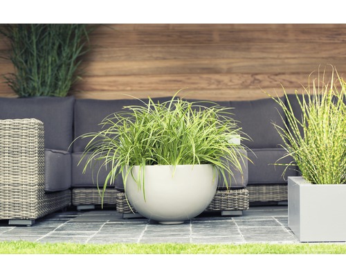 Weissrandige Garten-Segge FloraSelf Carex morrowi 'Ice Dance' H 5-30 cm Co 3 L Szene mit Pflanzgefäßen und Gartenmöbeln auf einer Terrasse