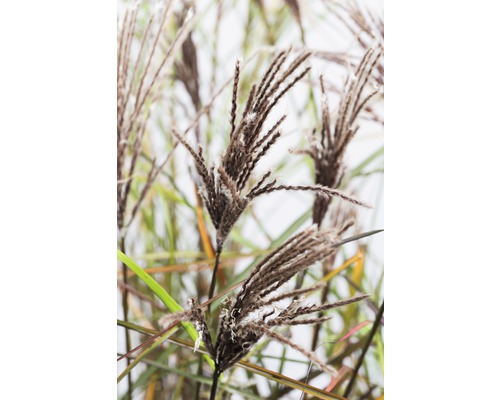 Chinaschilf im Detail