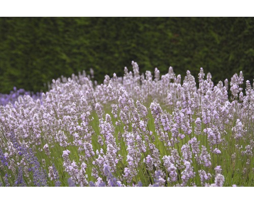 Lavande anglaise FloraSelf Lavandula angustifolia 'Royal Sensation' h 20-30 cm Co 3 l