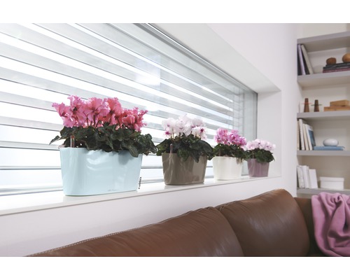 Cyclamens multicolores en pots de fleurs sur un rebord de fenêtre dans un salon