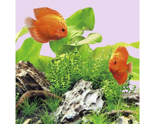 Aquariumansicht mit Diskusfischen, Pflanzen und Steinen